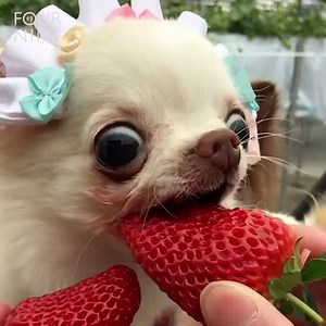 73K views · 782 reactions | This chihuahua eating a strawberry in slow mo is the funniest thing 藍 Credit: https://www.instagram.com/bikke_gakuen/?fbclid=IwAR0Q2QGEnRQsQSUn35H5jhukAzeqcZ_WY15lazb2AnhUtllvyP5isKS0y1s | Four Nine | Facebook