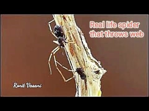 Spitting Spider: Nature's Incredible Arachnid Weapon #Spitting spider in super slow motion