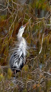 A Great Blue Heron sways in a golden cypress tree during a courtship ritual, dressed in his finest breeding plumage. Rising, stretching, and bowing in the breeze, he offers a graceful invitation to attract a mate and begin a new season of life. Filmed with my Nikon Z 9, 600mm f/4 TC lens, slow motion video. #greatblueheron #floridawildlife #nikonambassador #nikonz9 #naturereels | Deborah Sandidge Photography