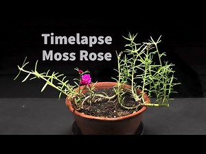 Moss Rose time lapse - 23 Days of growing