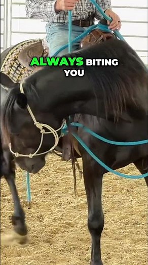 Stop Horse Biting: Expert Training Tips & Prevention
