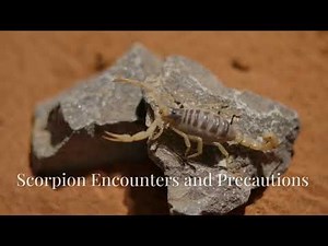 The Striped Bark Scorpion: Nature's Nighttime Hunter