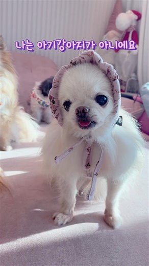 Chihuahuas are scary when you get to know them #mother-in-lawchihuahua #puppy #dogvideo #cutedog ...