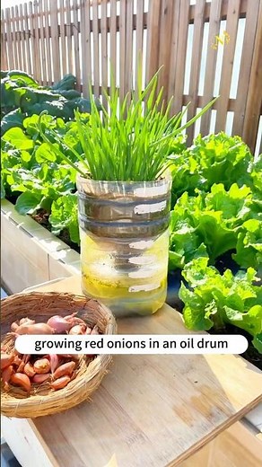 🧅🔥 “Amazing Tips for Growing Red Onions in Oil Drums – High-Yield Gardening Hack!” 🌱💡