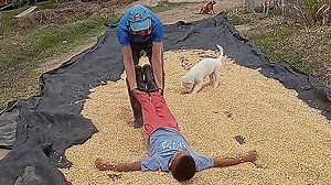 Agricultural engineer implements innovative corn drying technique