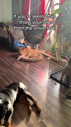 Train the Nervous System: A New Approach to Dog Training