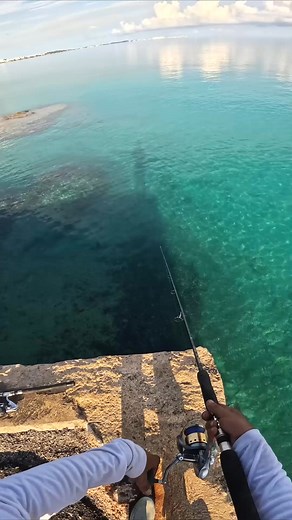 Full House! CRAZY Fishing Technique for MULTIPLE Fish at Once! 🎣💥 #fishing #catfish #bassfishing #rigs #lures #fishingknot #knot #salmon #fishing #fishingknot #lures #catfish #rigs #knot #salmon | Fishing Life
