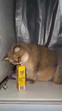 "Cute Puppies & Funny Dogs 2025 🐶 | Pets and Their Quirky Obsessions 😂"