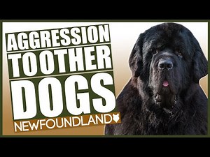AGGRESSIVE NEWFOUNDLAND TRAINING! How To Train Aggressive Newfoundland Puppy!