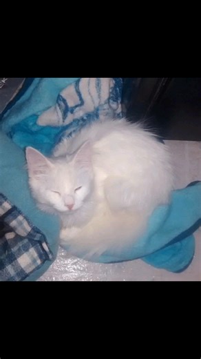 To say I am devastated would be a big understatement. My heart is shattered. My sweet, annoying, pesty baby is gone. Knowing that I'll never have to fight with her in the kitchen again, will never have to share another cheese stick, and can finally cook in peace, is heartbreaking. I'll never be able to make another pot of beans without remembering her. She drove me absolutely insane, day in and day out. Always underfoot. Into everything. That dirty little nose and dingleberry tail was always the