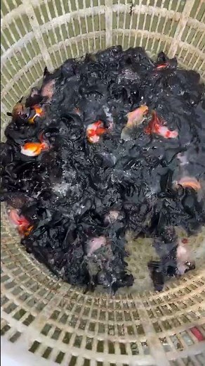 The ornamental fish for the pet store! The appearance is very ordinary! #fish #koi #goldfish