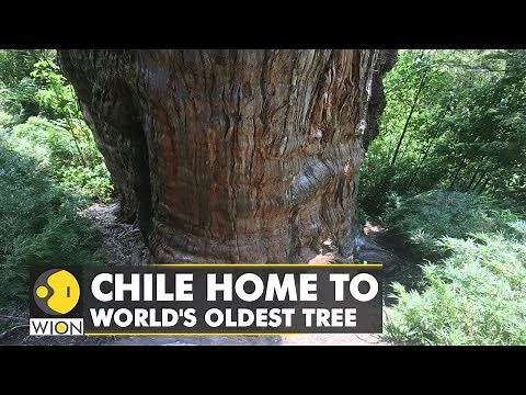 Scientists: One of the oldest living trees in Chile | WION Climate Tracker | WION