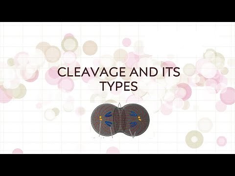 Embryo development : Cleavage