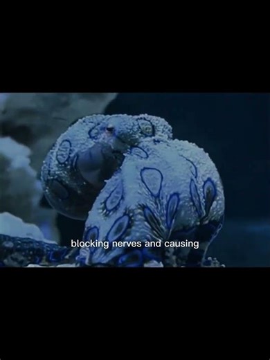 Blue-Ringed Octopus: Tiny Toy or 1-Bite Killer? 💙☠️ #BlueRingedOctopus