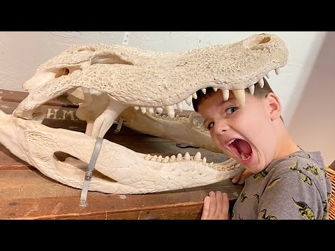 🐊 GIANT ALLIGATOR HEAD! Caleb LEARNS about BONES at the KIDS MUSEUM with Mom and DAD!
