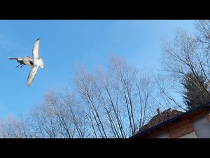 The Annoying Sparrowhawk - Did It Take a Cable in the Face?
