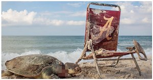 Dead Sea Turtle Strangled By Beach Chair Is A Grim Reminder For All Humans