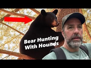Bear Hunting Virginia, hounds & laikas