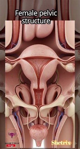 Inside the Female Pelvis: Anatomy Made Easy for Everyone