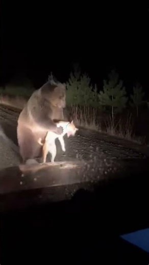 Horror on the Roadside: Bear Attacks a Dog!