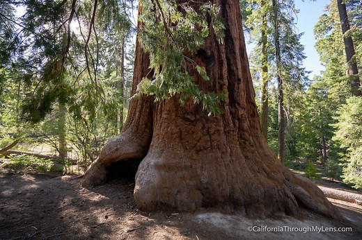 Trail of 100 Giants in Sequoia National Forest - California Through My Lens