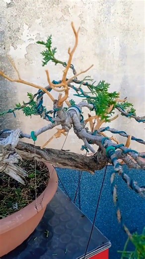 E ANCHE L'APICE A QUESTO CIPRESSO È STATA CREATA. NEL VIDEO PRECEDENTE ANCORA NON ERA EVIDENTE. 🌲🐉