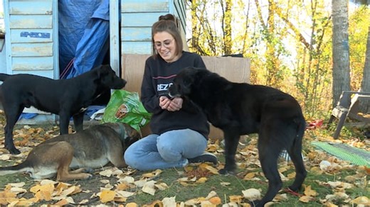 Stray dogs were terrorizing people. Now, volunteers on northern reserves are finding them homes