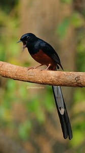 Bird perching on Vine #bird #perch #bird #pellet #face #bug #poop #seen #nature #wildlife HA03142 | HAWI Studios