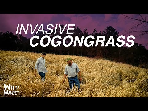 Invasive Cogongrass (Imperata cylindrica) | Conservation Education | WILD WANDER
