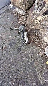 4.1K views · 21 reactions | Python vs possum at Kangaroo Point  How close have you come to a snake?  Thanks to Stefano Pavan for the video. | ABC Brisbane | Facebook