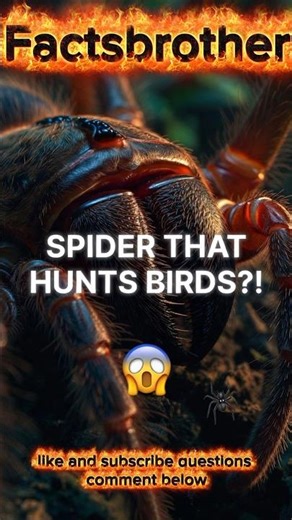 If This Spider Bites You… 😱🕷️