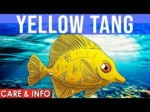 Yellow Tang | All About The Yellow Tang Fish | Yellow Tang Info And Care