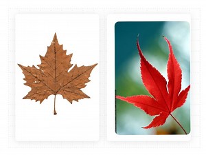 Identify color of fall leaves