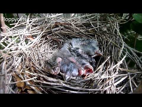 Baby Cardinal Birds in Nest and Learning to Fly - Baby Cardinal Birds Growing Up - Floppycats