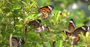 Video by SimplyArt4794 on Pexels