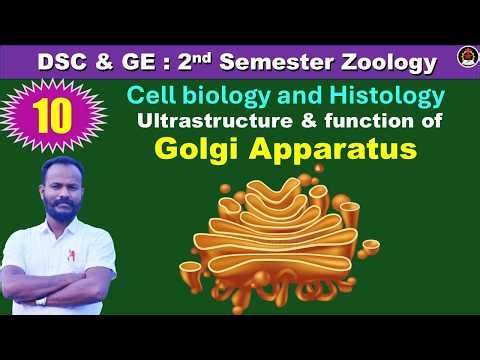 DSC 2nd sem: Zoology 10: Golgi apparatus : by Anand sir