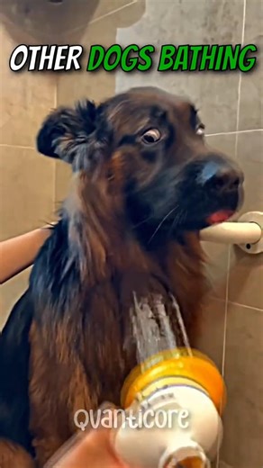 This Bath Went WRONG 😂💀 #Shorts #dog #funny