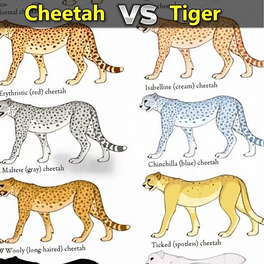 CHEETAH Vs TIGER Comparison 2021 #Shorts