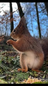 Guarding His Nutty Paradise: In the warmth of spring sunshine, this squirrel savors a slice of nutty heaven, poised to defend it against any would-be invaders. | Squirrels by Fotoscenen