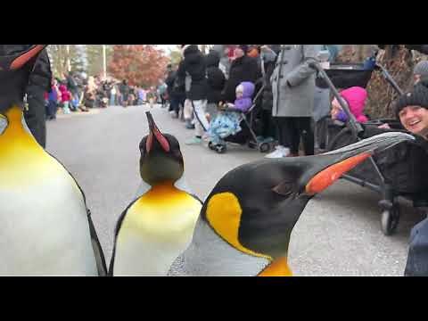 Penguin Parade 2024 - Cincinnati Zoo