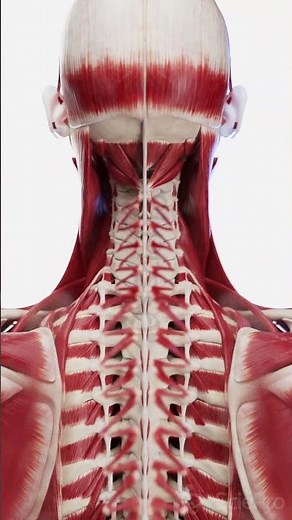 Exploded View: Back & Neck Muscles | 3D Anatomy Animation