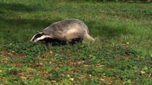 2.4K views · 89 reactions | The mass culling of badgers is a cruel, unscientific policy that kills thousands of innocent animals while failing to protect cattle or wildlife. This brutality MUST END.  Sign the petition NOW and demand an end to this barbaric practice: https://protectthewild.org.uk/badger-petition/ | Protect the Wild | Facebook