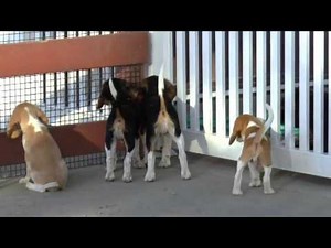 Beagles for Sale from www.dyerfarms.com