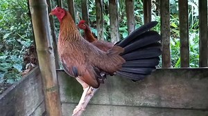 #criaderogallos #🐓 #💚💯🇪🇨