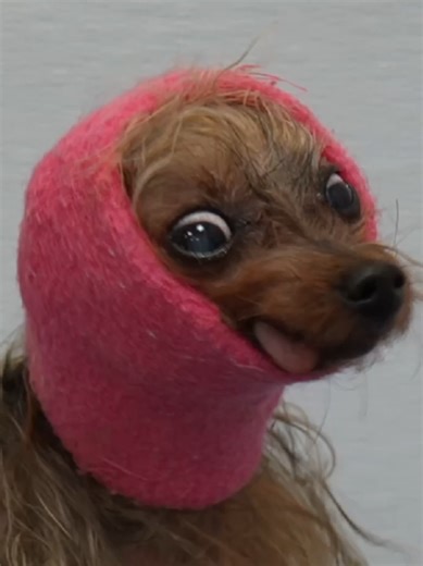 Grooming a Tiny Yorkie Chaos Goblin