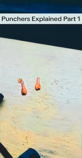 5.8K views · 21 reactions | - Mantis Shrimp punchers are so cool #pufferfish #saltwateraquarium #tucanaquatics #tucan #fyp #mantisshrimp | Mantis Shrimp | Facebook