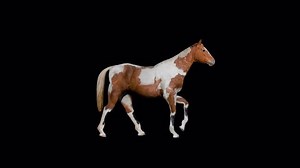 clip-3525488983-brown-horse-walk-animation-hd-1920×1080-transparent