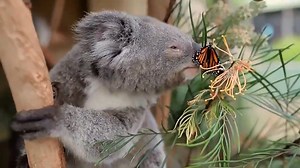 Hello, my friend | Dancing with animals