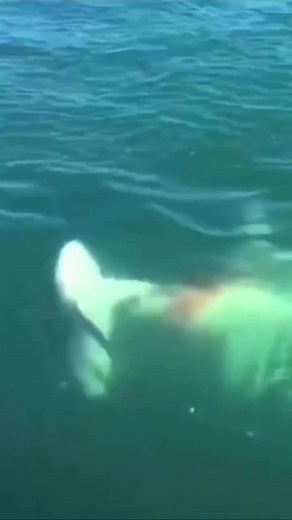 Shark vs shark Fight😮 #shark #sharks #ocean #sharkweek #underwater #sharkdiving #savesharks #greatwhiteshark #fish #sharkconservation #sharklover #sharkattack #sea #whiteshark #diving #nature #sharklove #scubadiving #scuba #fishing #art #jaws #savethesharks #ilovesharks #underwaterphotography #cagediving #saveoursharks #helpsavesharks #sharklife #lovesharks | Ida C. Goodman