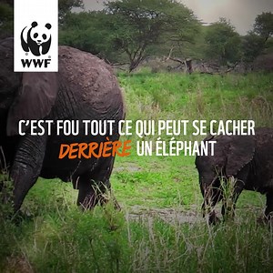 1.5K views · 1.4K reactions | Connaitre la biodiversité pour la protéger  Saviez-vous que les tigres, les éléphants, les lynx et les dugongs sont des espèces parapluies, cruciales pour notre planète ? Rejoignez notre mission de préservation. Laissez-nous vous montrer comment vous pouvez faire la différence. | WWF-France | Facebook